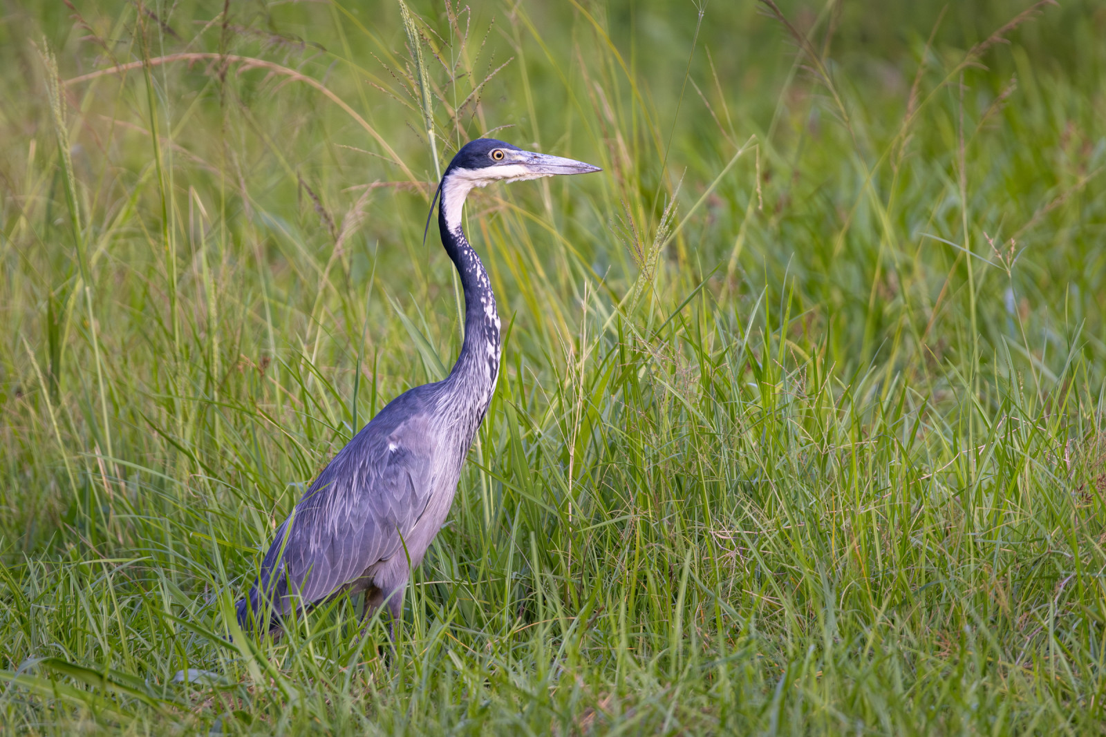image Black-headed Heron